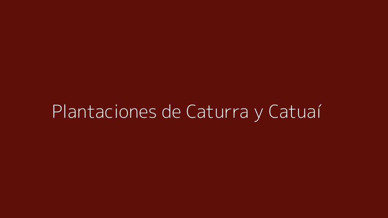 Plantaciones de café Caturra y Catuaí en Tarrazú