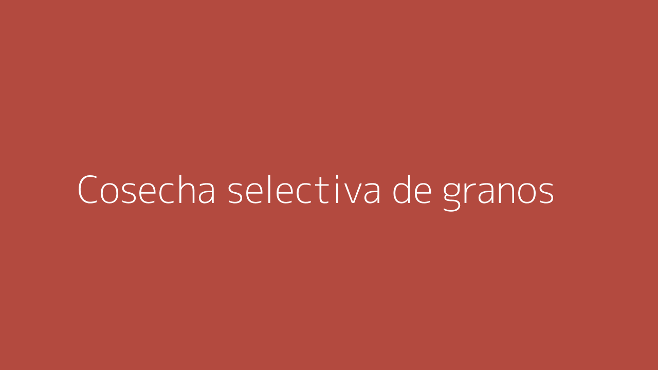 Cosecha selectiva de granos de café
