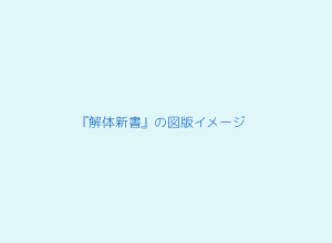 解体新書の図版イメージ