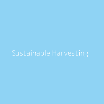 Diver sustainably harvesting seaweed in clear blue ocean