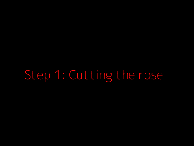 Step 1: Cutting the rose