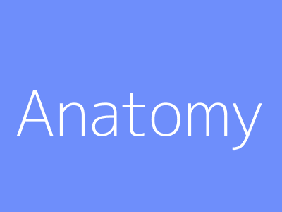 Anatomy