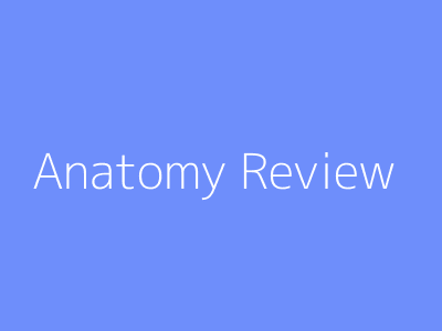 Anatomy Review