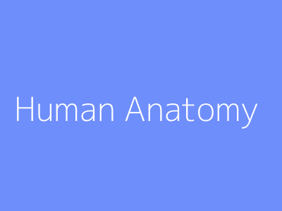 Human Anatomy