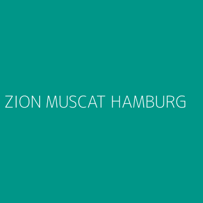 Product ZION MUSCAT HAMBURG