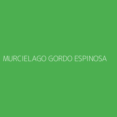 Product MURCIELAGO GORDO ESPINOSA