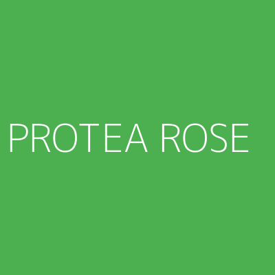 Product PROTEA ROSE