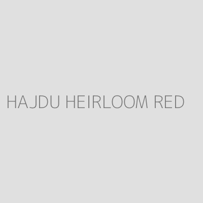Product HAJDU HEIRLOOM RED