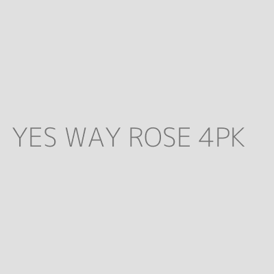 Product YES WAY ROSE 4PK