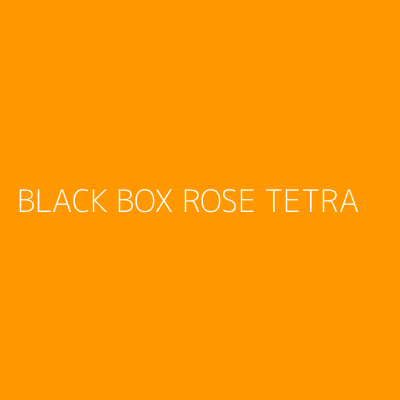 Product BLACK BOX ROSE TETRA