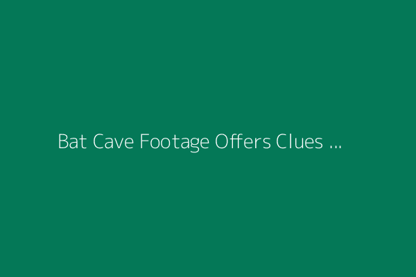 Bat Cave Footage Offers Clues to How Viruses Leap Between Species