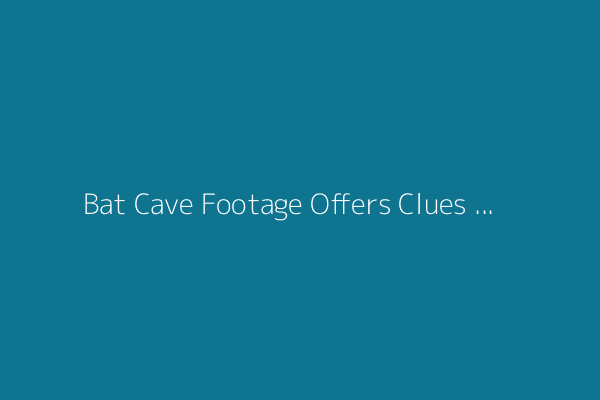 Bat Cave Footage Offers Clues to How Viruses Leap Between Species