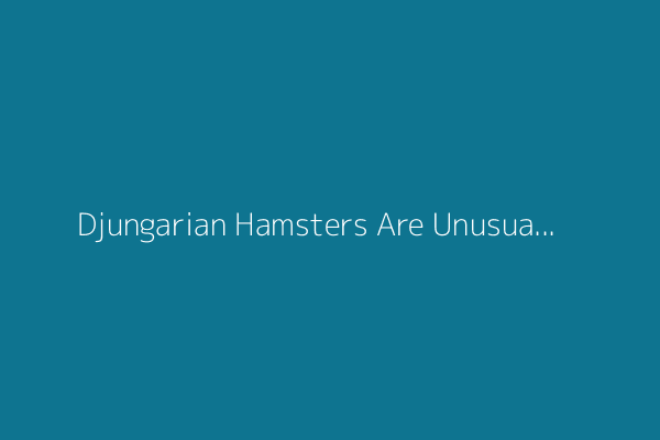 Djungarian Hamsters Are Unusually Involved Fathers