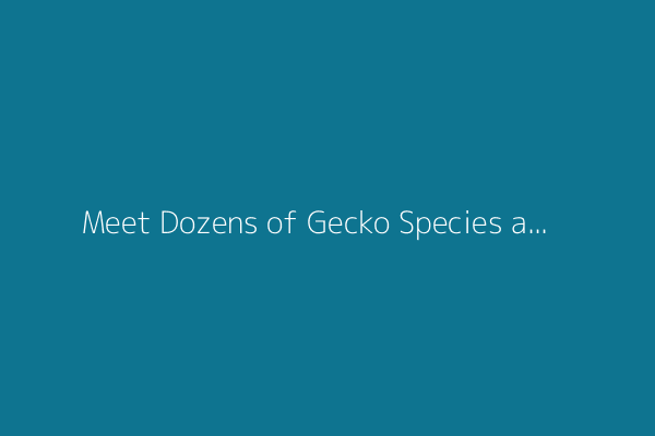 Meet Dozens of Gecko Species at a Tiny Brooklyn Zoo