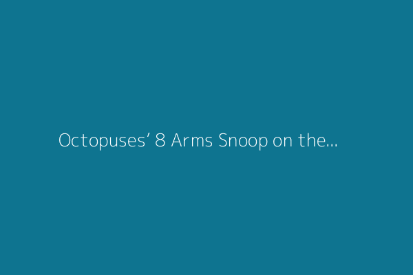 Octopuses’ 8 Arms Snoop on the Microbial World