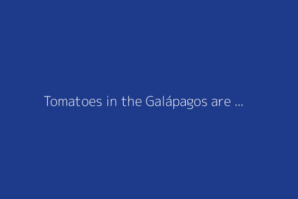 Tomatoes in the Galápagos are quietly de-evolving