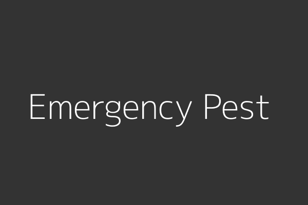 24/7 Emergency Pest Control Dublin: What To Expect