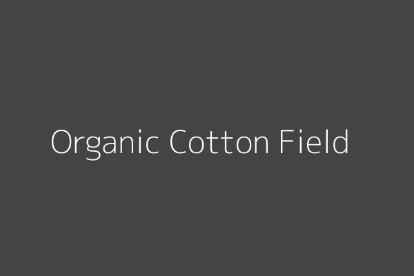 Close-up of lush organic cotton fibers, emphasizing natural and sustainable sourcing.