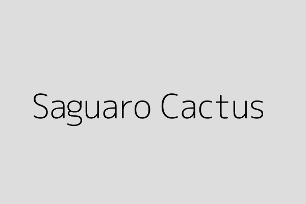 Saguaro Cactus