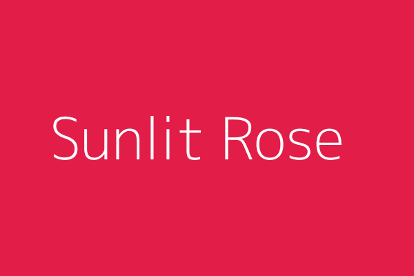 Sunlit Rose