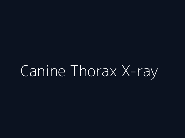 Canine Thorax X-ray