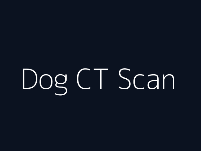 Dog CT Scan