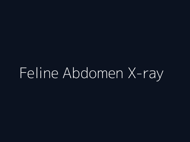 Feline Abdomen X-ray