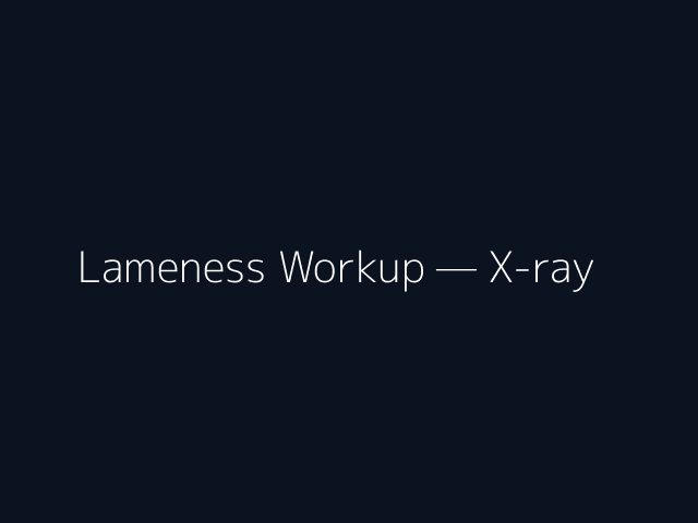 Lameness Workup — X-ray